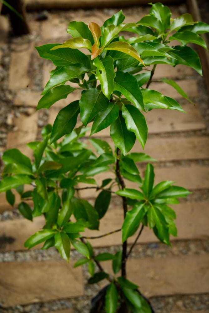 Avocado Mantequilla - Grafted Tree