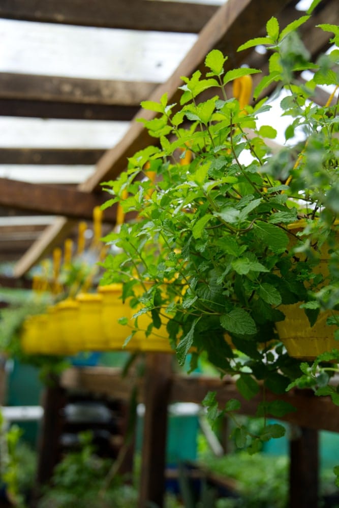 Planta de Hierbabuena colgante