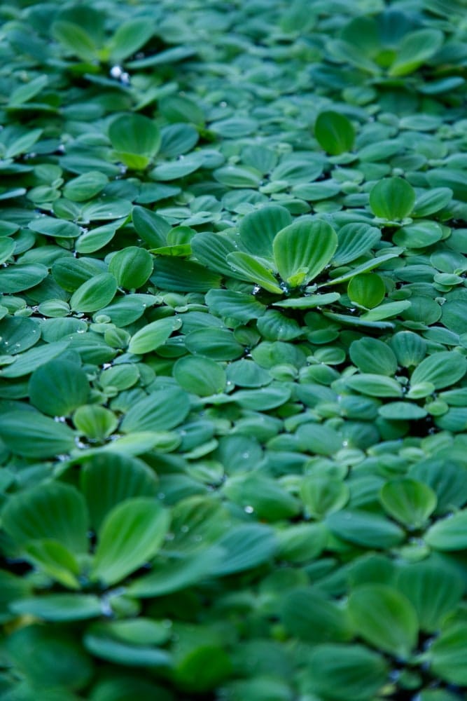 Water Lettuce Aquatic Plant