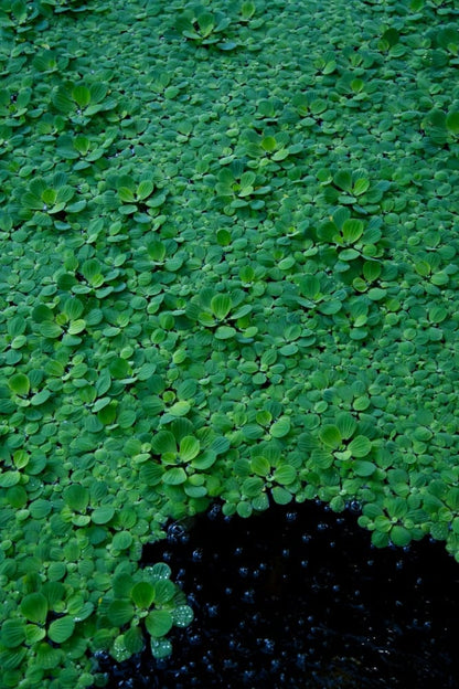 Water Lettuce Aquatic Plant