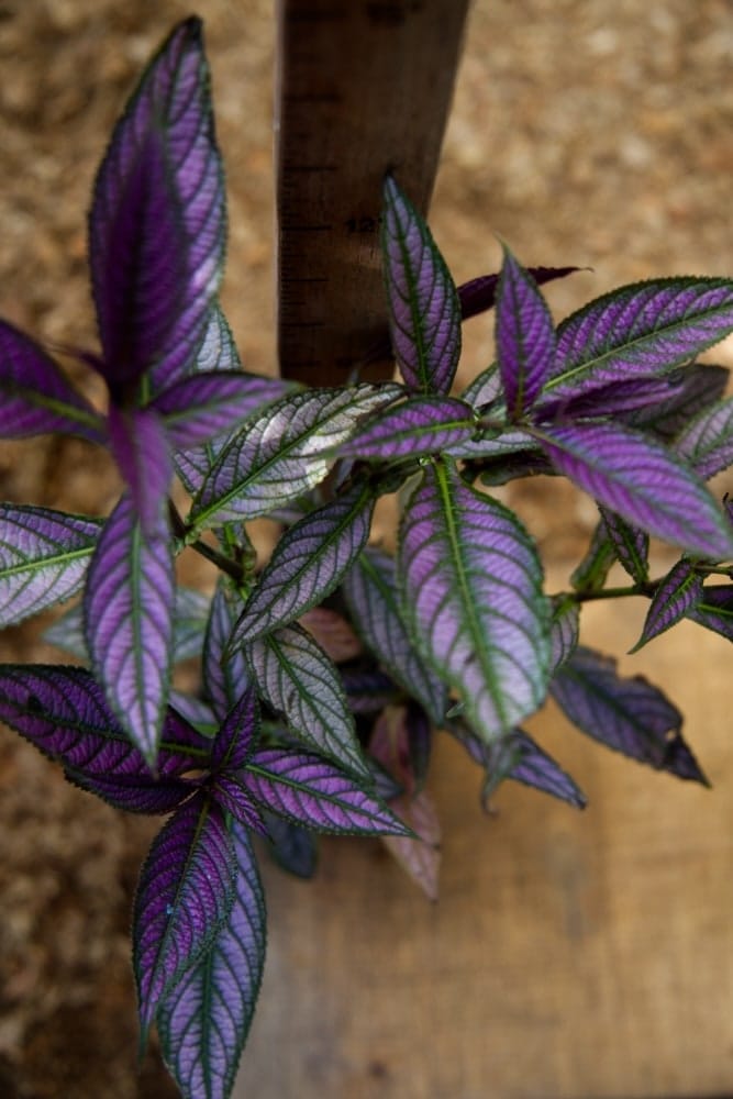 Persian Shield Plant