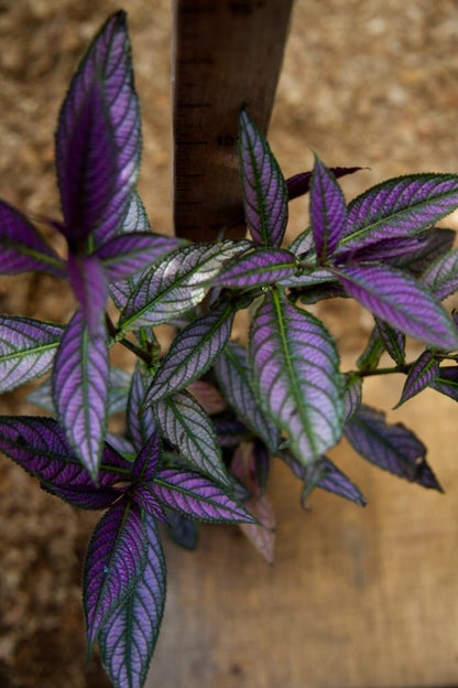 Persian Shield Plant