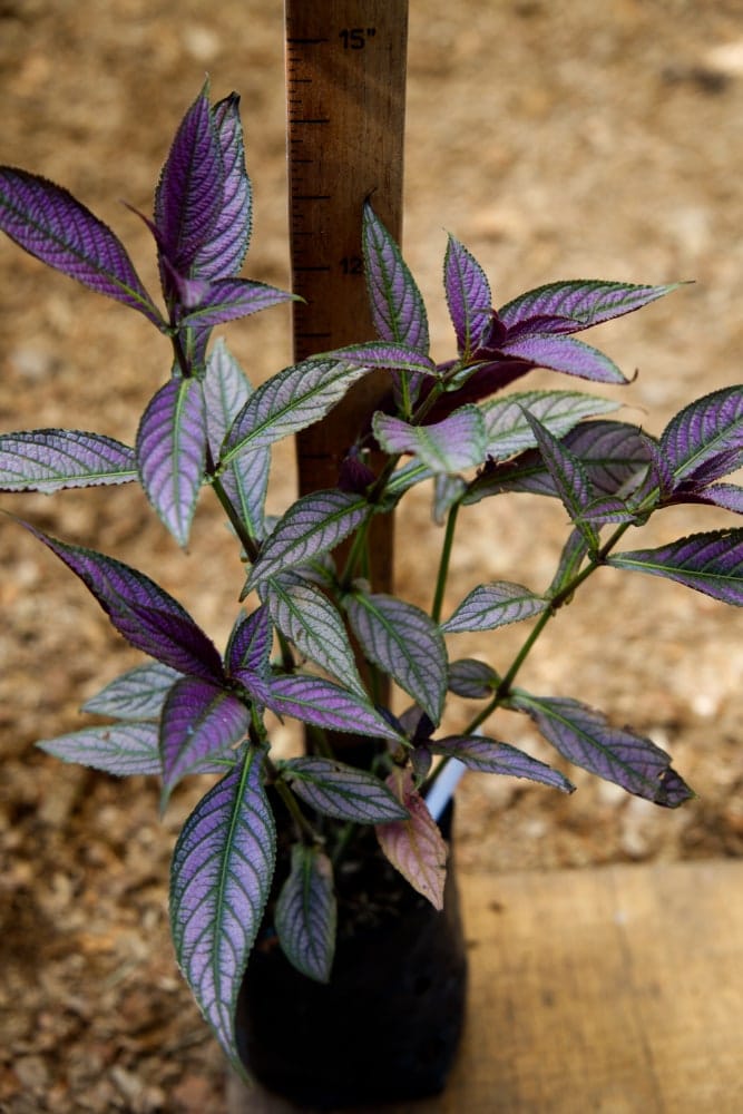 Persian Shield Plant