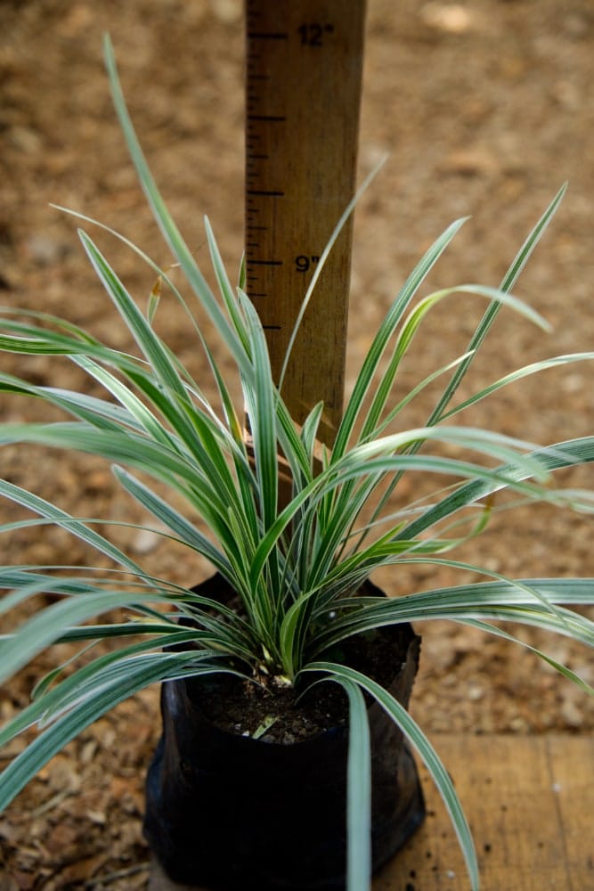 Spider Plant (Bichetii)