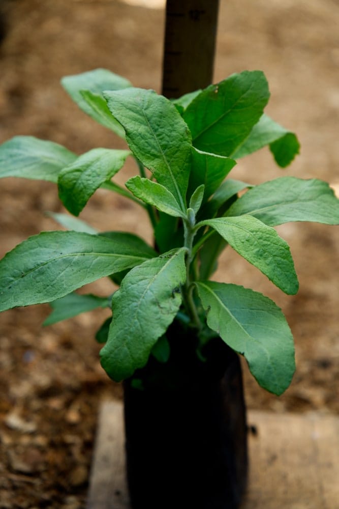Sage Plant