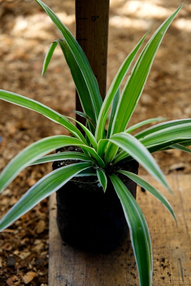 Spider Plant