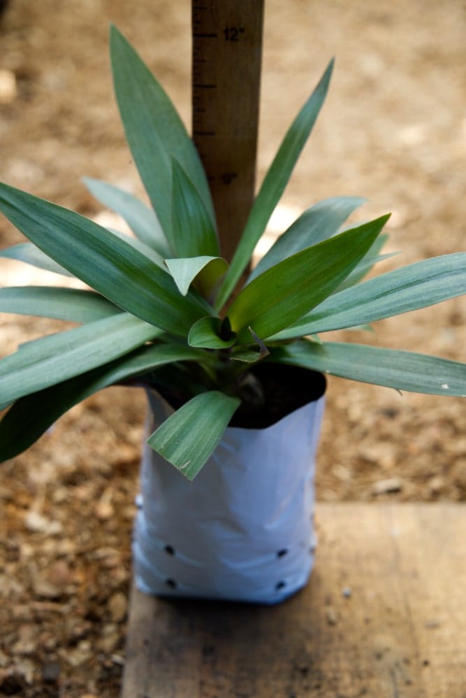 Boat Lily Plant