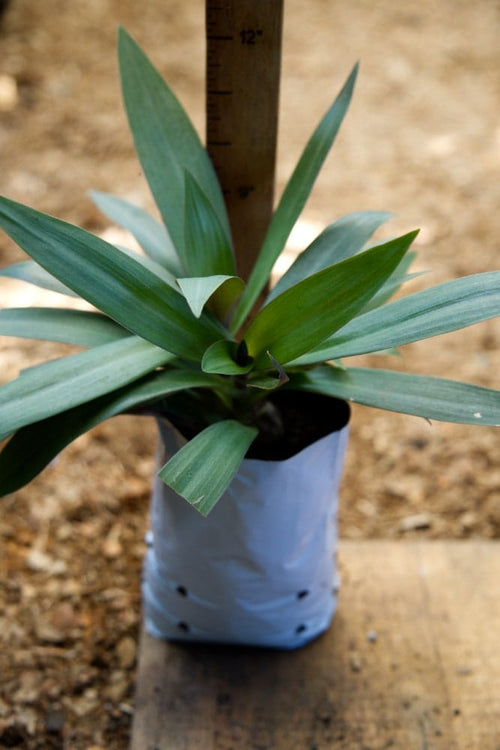 is boat lily an indoor plant Boat Lily Plant – SoulFire Farm