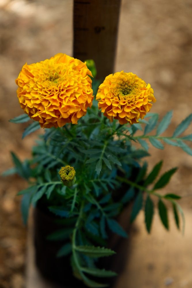 Marigold Orange Plant