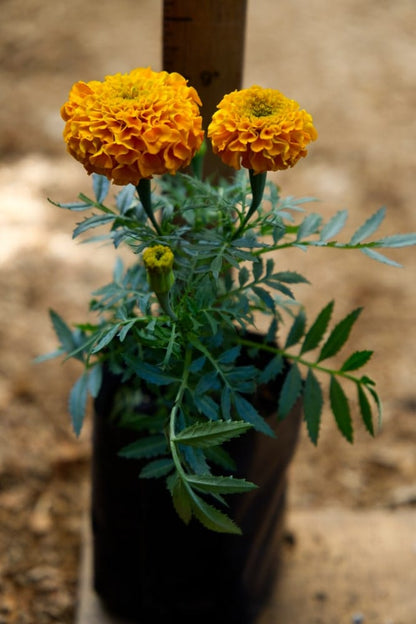 Marigold Orange Plant