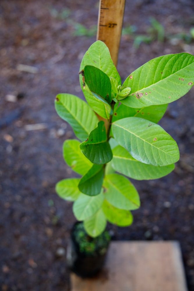 Taiwanese White Guava Tree