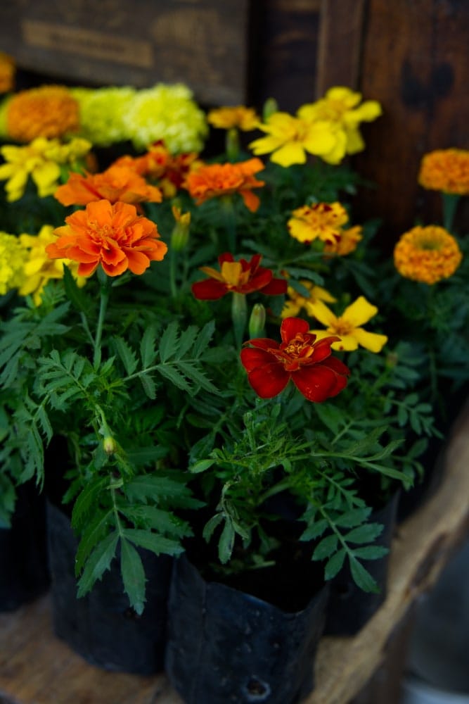 Aztec Marigold Plant