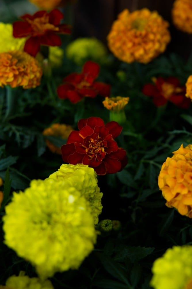 Aztec Marigold Plant