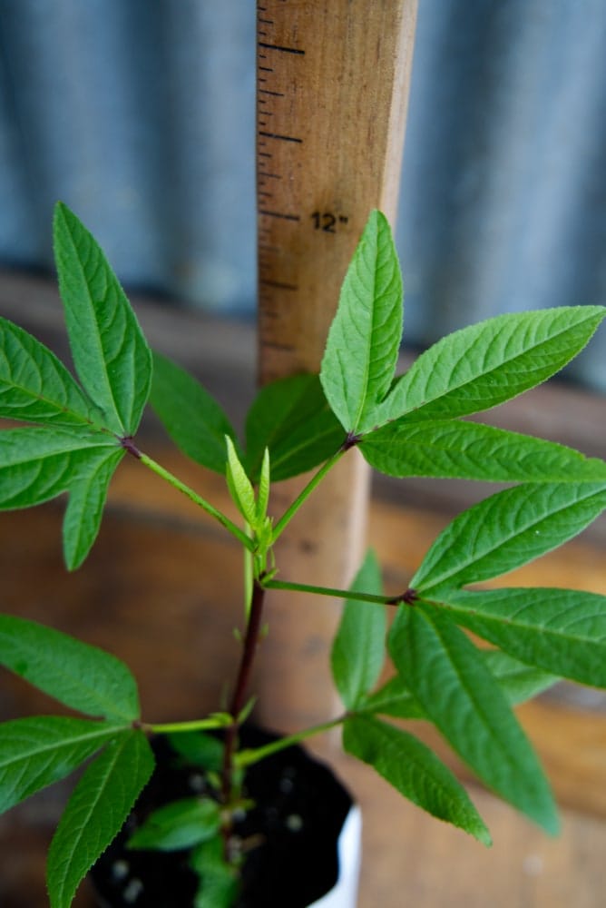 Thai Red Roselle Plant