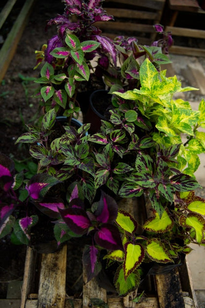 Coleus Plant