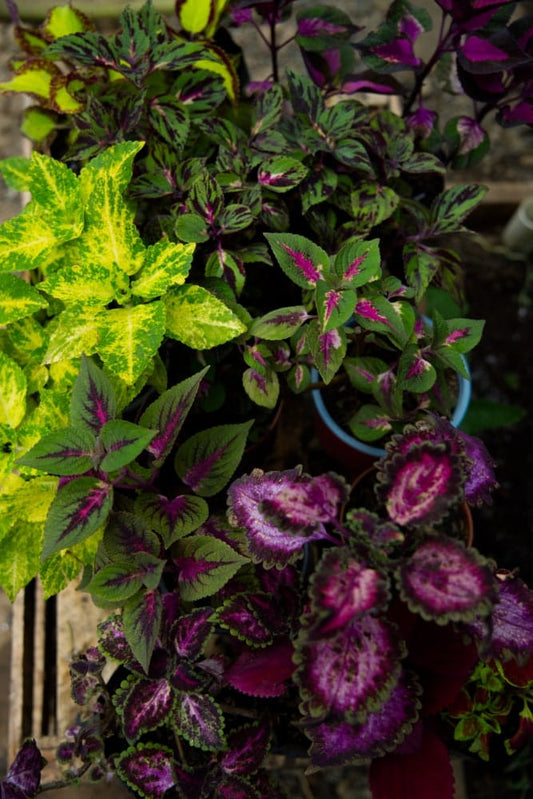 Coleus Plant