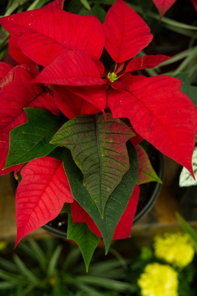 Christmas Poinsettia Plant