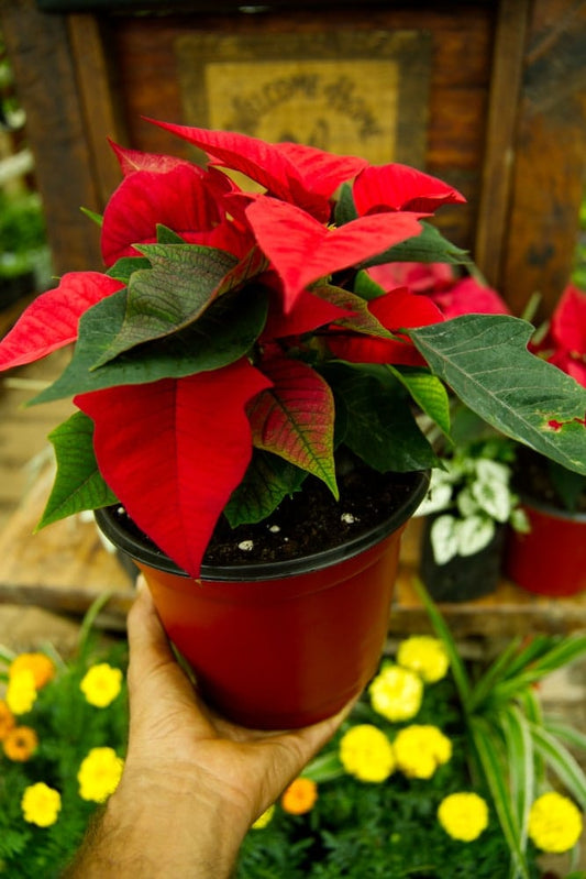 Christmas Poinsettia Plant