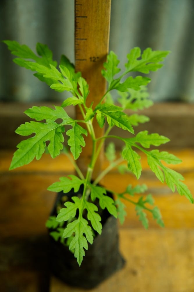 Mugwort Plant