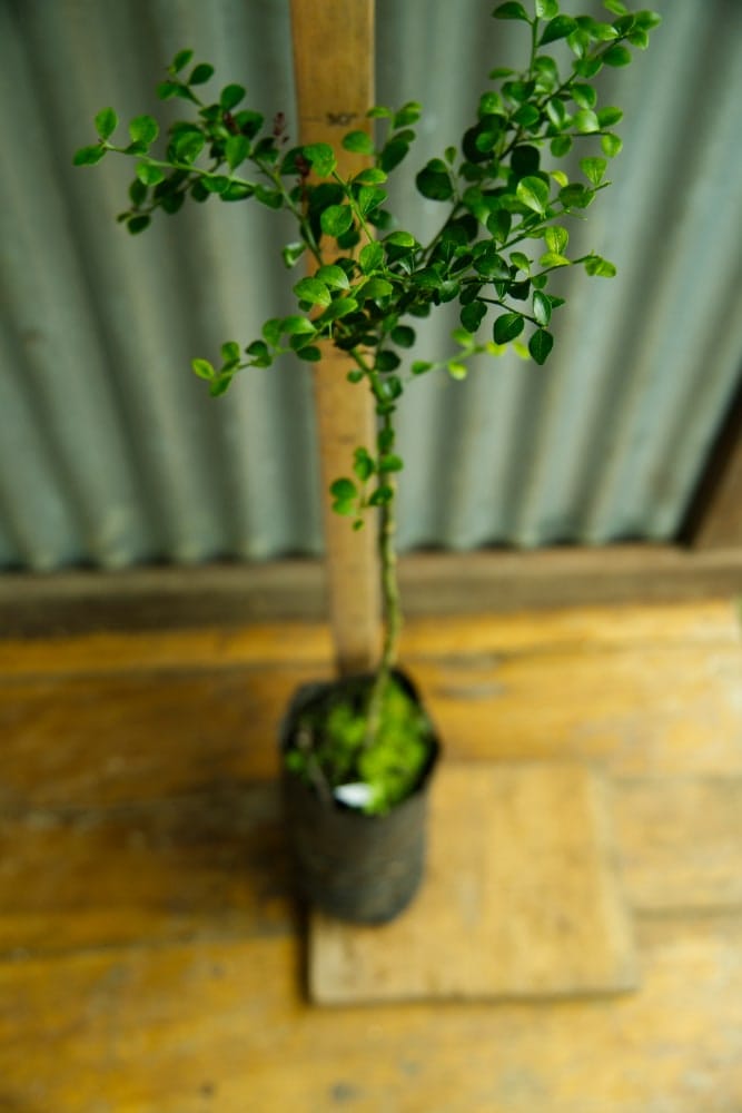 Lima Caviar Roja - Árbol injertado