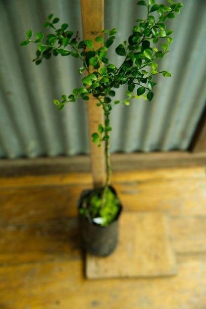 Red Finger Lime - Grafted Tree