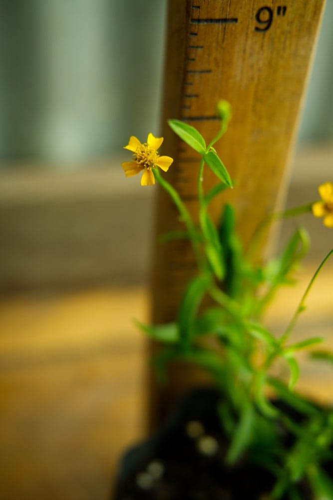 Tarragon Plant