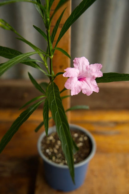 Mexican Petunia Plant