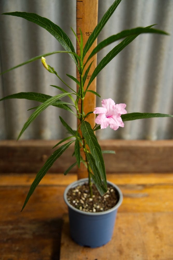 Mexican Petunia Plant