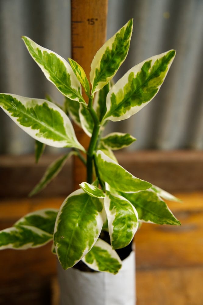 Devil’s Backbone Plant