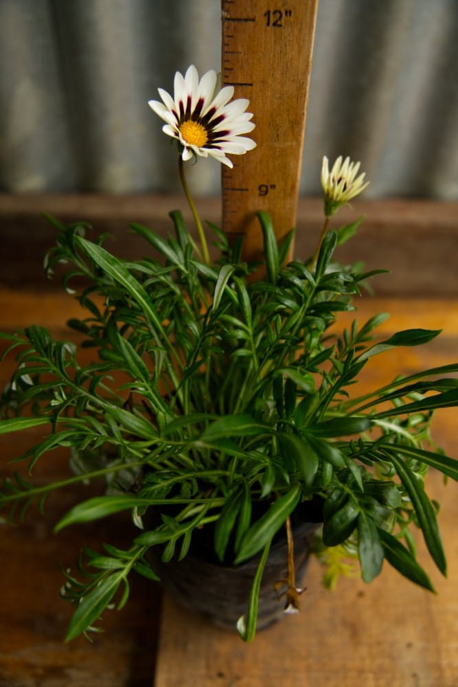 Gazania Plant