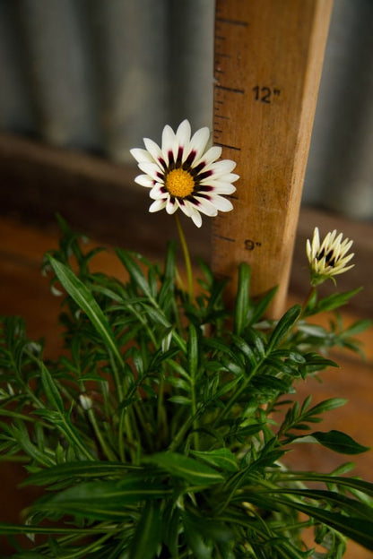 Gazania Plant