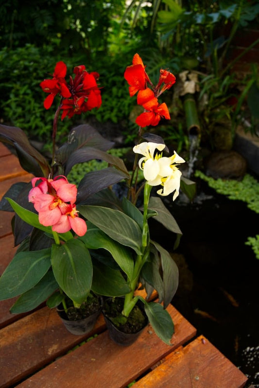 Canna Lily Plant