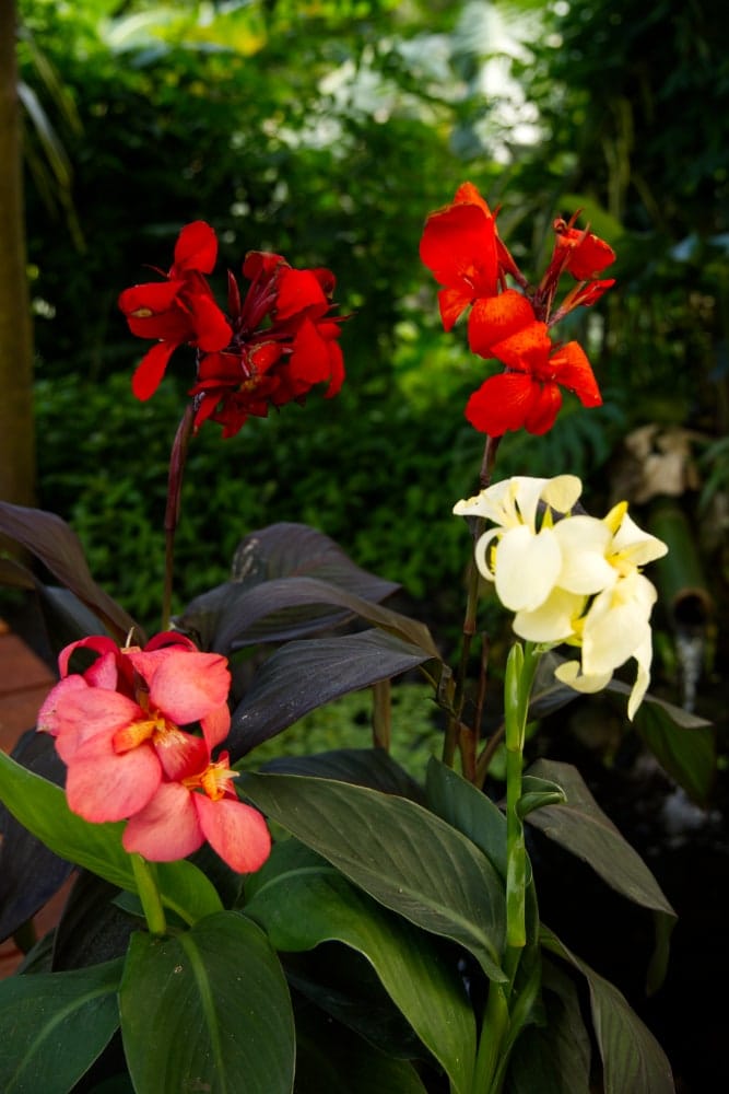 Canna Lily Plant