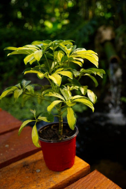 Variegated Umbrella Plant