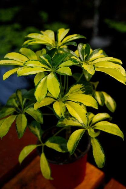 Variegated Umbrella Plant