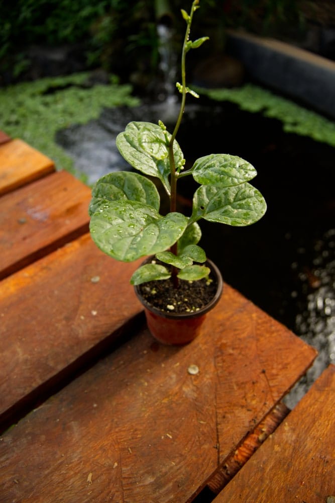 Planta de espinaca roja de Malabar