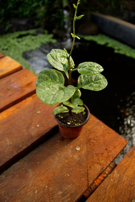 Red Malabar Spinach Plant