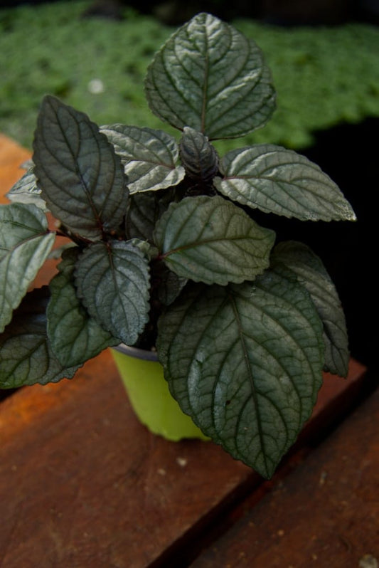 Purple Waffle Plant