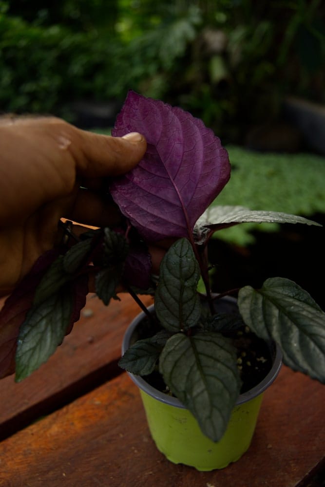 Purple Waffle Plant