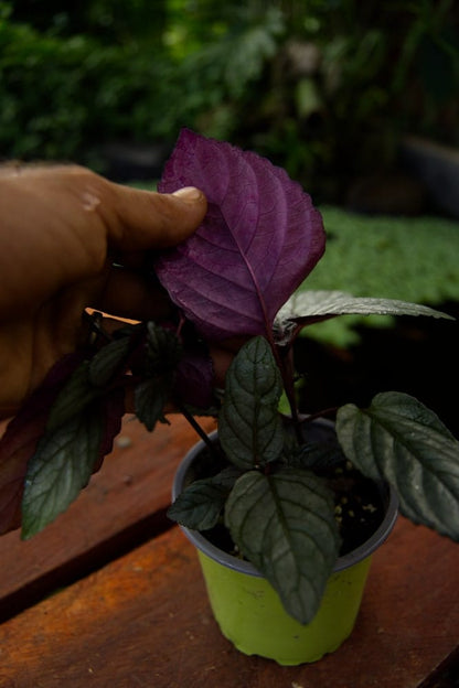 Planta de gofre morado