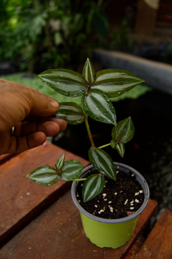 Planta de pulgada de plata