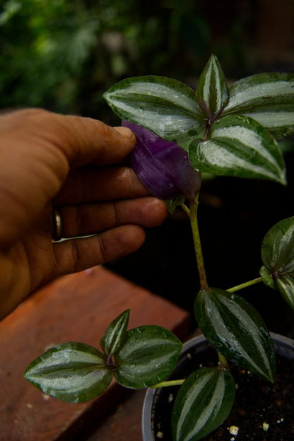 Planta de pulgada de plata