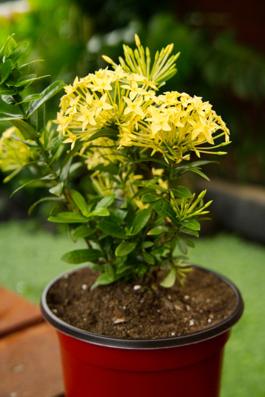 Planta Ixora
