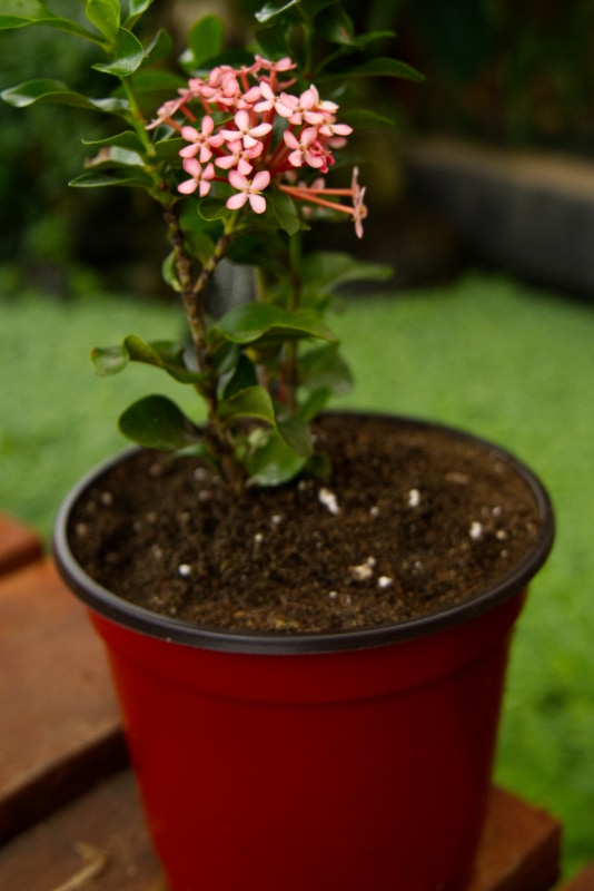 Planta Ixora