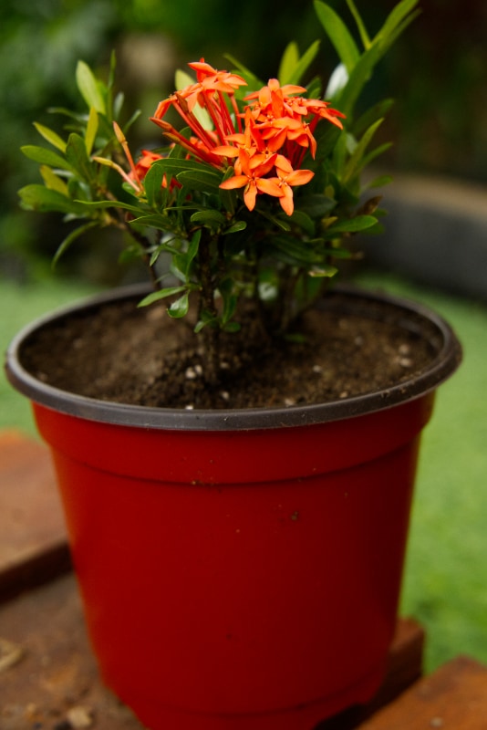 Planta Ixora