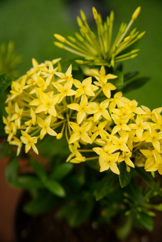 Planta Ixora