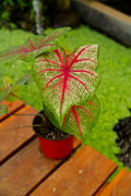 Planta de caladium - capullo de rosa