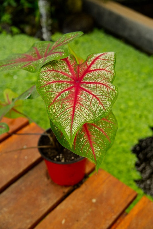 Caladium Plant - Rosebud