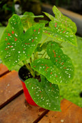 Planta de caladium - Pecas