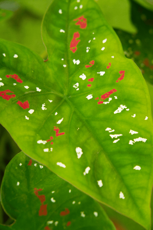 Caladium Plant - Freckles